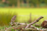 Steenuil (Athene noctua)