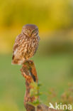 Little Owl (Athene noctua)
