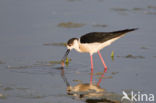 Steltkluut (Himantopus himantopus)