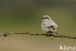 Steppeklapekster (Lanius pallidirostris)