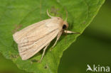 Smoky Wainscot (Mythimna impura)