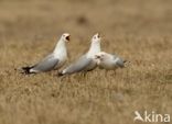 Mew Gull (Larus canus)