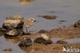 Strandplevier (Charadrius alexandrinus)