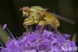 yellow dung fly (Scathophaga stercoraria)