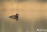 Pochard (Aythya ferina)