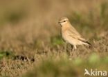 Isabelline Wheatear (Oenanthe isabellina)