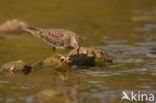 Temmincks Strandloper (Calidris temminckii)