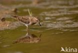 Temmincks Strandloper (Calidris temminckii)