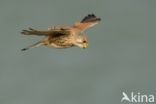 Common Kestrel (Falco tinnunculus)