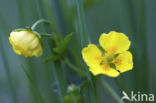 Tormentil (Potentilla erecta)