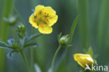 Tormentil (Potentilla erecta)