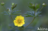 Tormentil (Potentilla erecta)