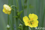 Tormentil (Potentilla erecta)