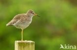 Common Redshank (Tringa totanus)