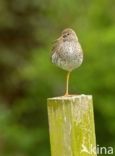 Common Redshank (Tringa totanus)