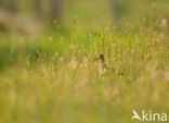 Common Redshank (Tringa totanus)