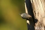 Krueper s Nuthatch (Sitta krueperi)