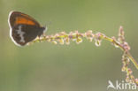 Tweekleurig hooibeestje (Coenonympha arcania)