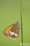 Tweekleurig hooibeestje (Coenonympha arcania)