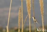 Olivaceous Warbler (Hippolais pallida)