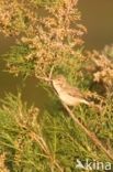 Olivaceous Warbler (Hippolais pallida)