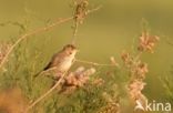 Vale Spotvogel (Hippolais pallida)