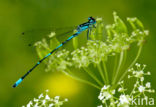 Variabele waterjuffer (Coenagrion pulchellum)