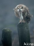 Short-eared Owl (Asio flammeus)