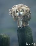 Short-eared Owl (Asio flammeus)
