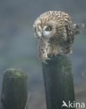 Short-eared Owl (Asio flammeus)