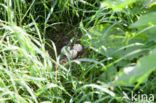 Short-eared Owl (Asio flammeus)