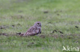 Short-eared Owl (Asio flammeus)