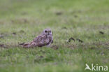 Short-eared Owl (Asio flammeus)