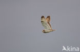 Short-eared Owl (Asio flammeus)