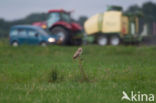 Short-eared Owl (Asio flammeus)