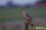 Short-eared Owl (Asio flammeus)