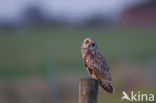 Short-eared Owl (Asio flammeus)