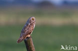 Short-eared Owl (Asio flammeus)