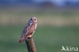 Short-eared Owl (Asio flammeus)