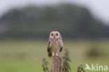 Short-eared Owl (Asio flammeus)