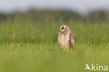 Short-eared Owl (Asio flammeus)