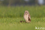 Short-eared Owl (Asio flammeus)