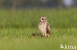 Short-eared Owl (Asio flammeus)