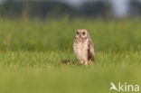 Short-eared Owl (Asio flammeus)