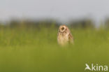 Short-eared Owl (Asio flammeus)