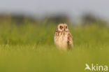 Short-eared Owl (Asio flammeus)