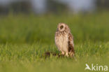 Short-eared Owl (Asio flammeus)