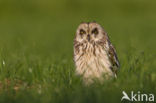 Short-eared Owl (Asio flammeus)