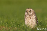 Short-eared Owl (Asio flammeus)