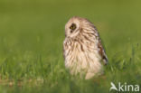 Short-eared Owl (Asio flammeus)